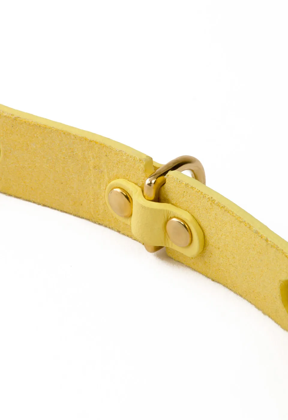 Collar Perro