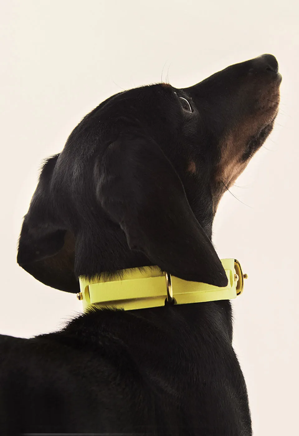 Collar Perro