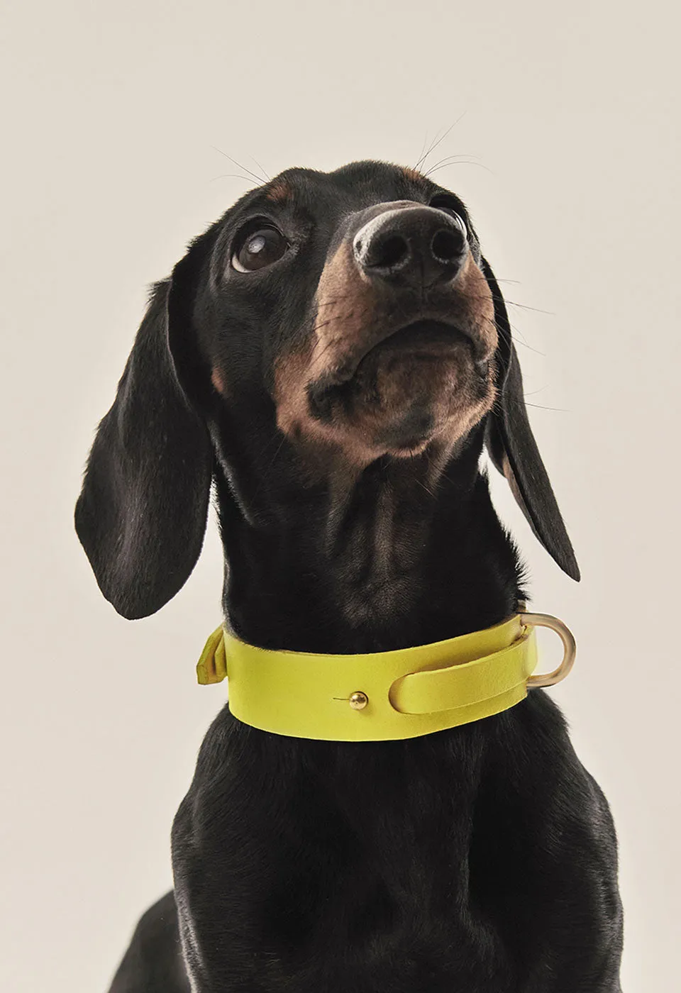 Collar Perro